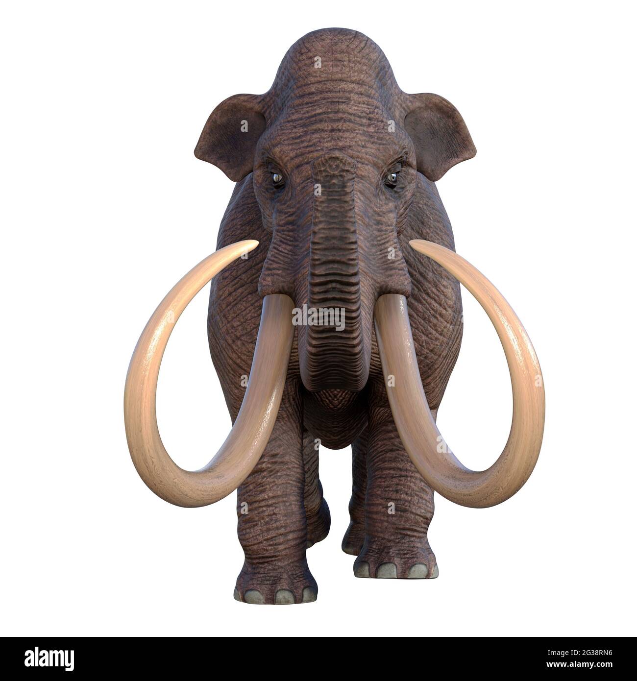 During the Ice Age of North America the Columbian Mammoth was the megafauna of the continent. Stock Photo