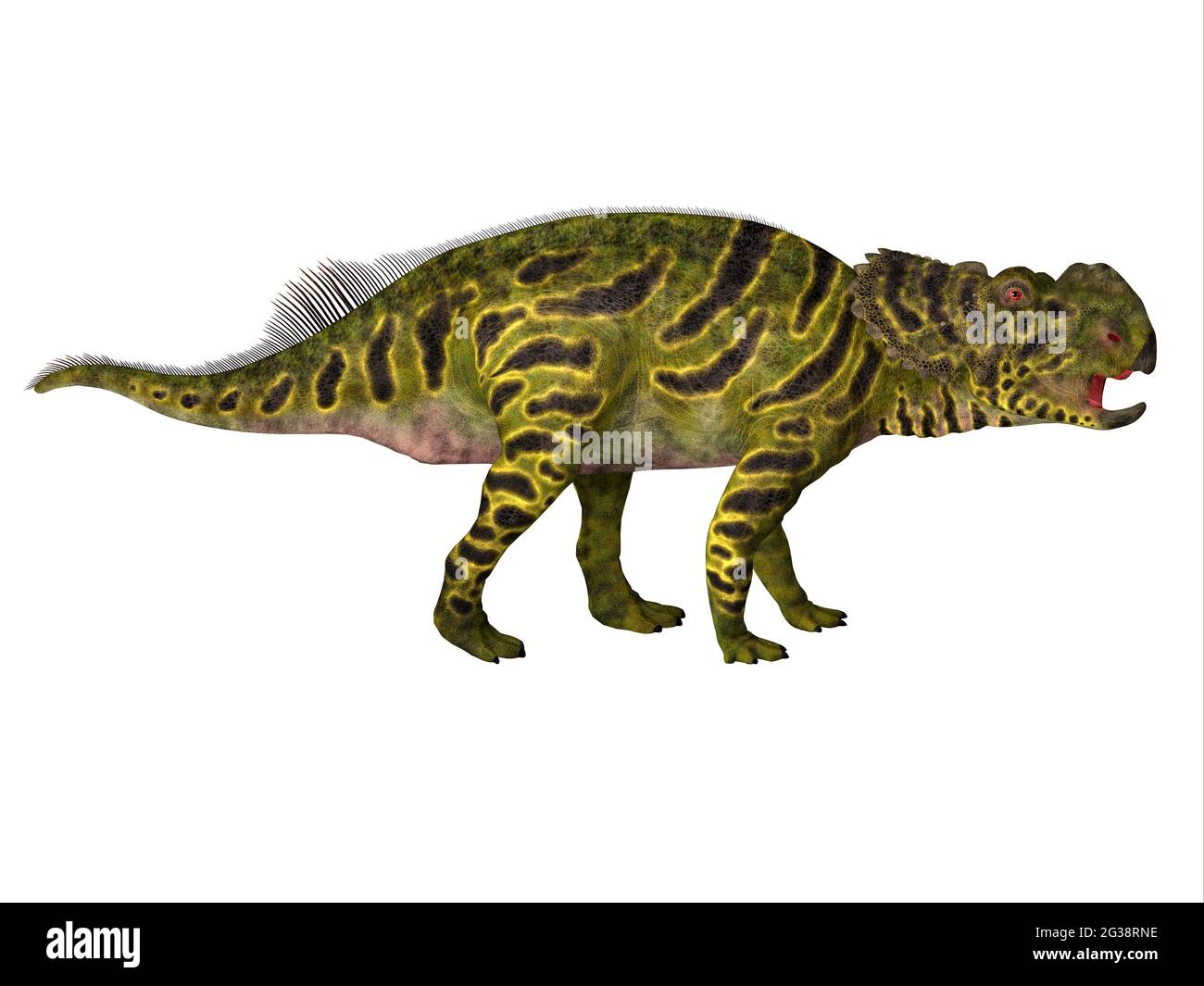 Pachyrhinosaurus was a Ceratopsian herbivorous dinosaur that lived in Alberta, Canada during the Cretaceous Period. Stock Photo