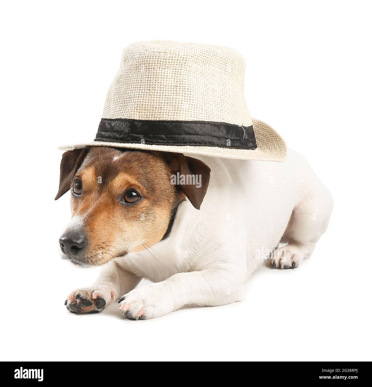 Cute funny dog in hat on white background Stock Photo