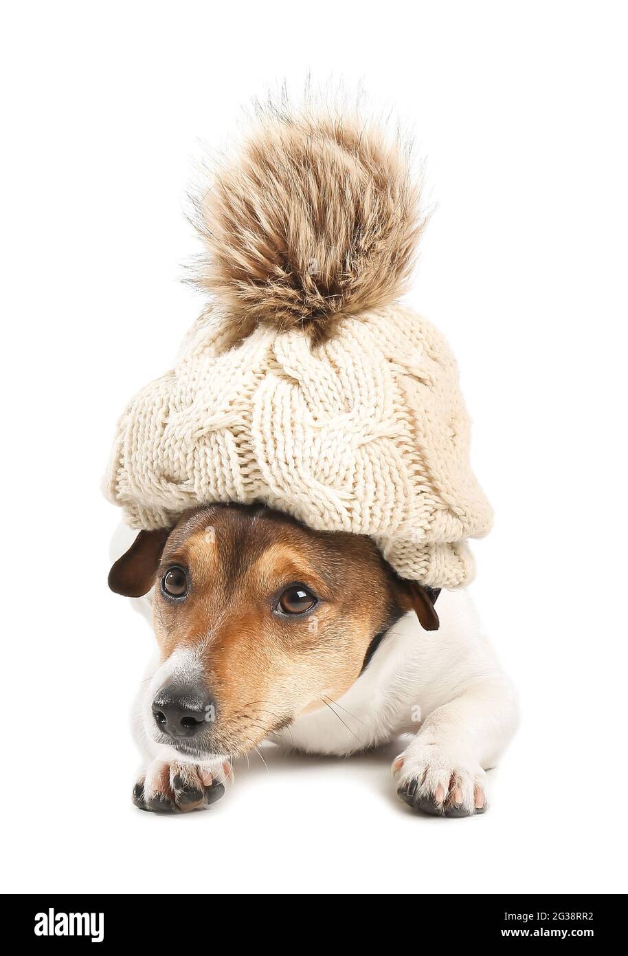 Cute funny dog in hat on white background Stock Photo Alamy