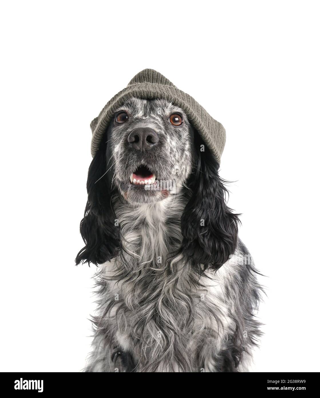 Cute dog in hat on white background Stock Photo Alamy