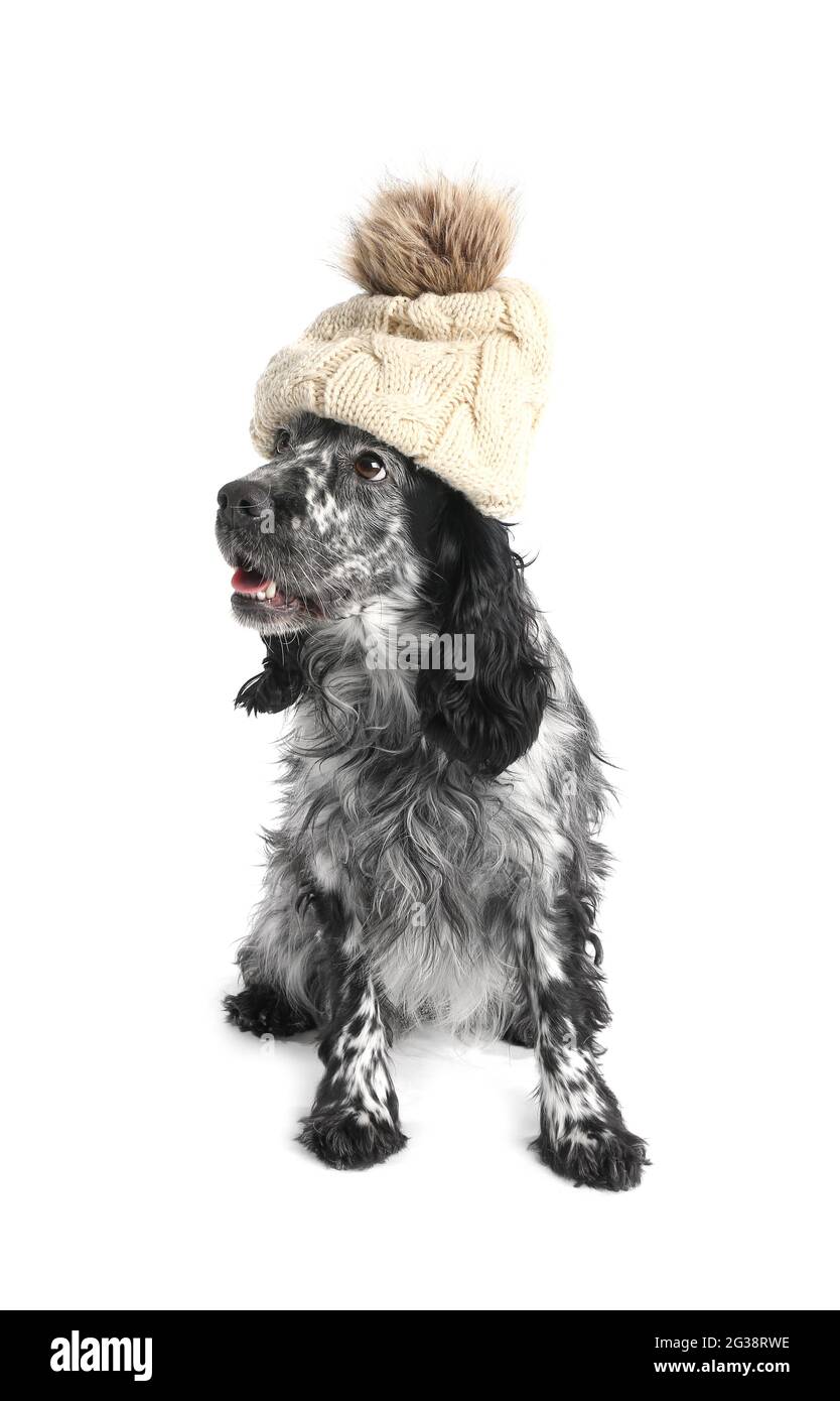 Cute dog in hat on white background Stock Photo Alamy