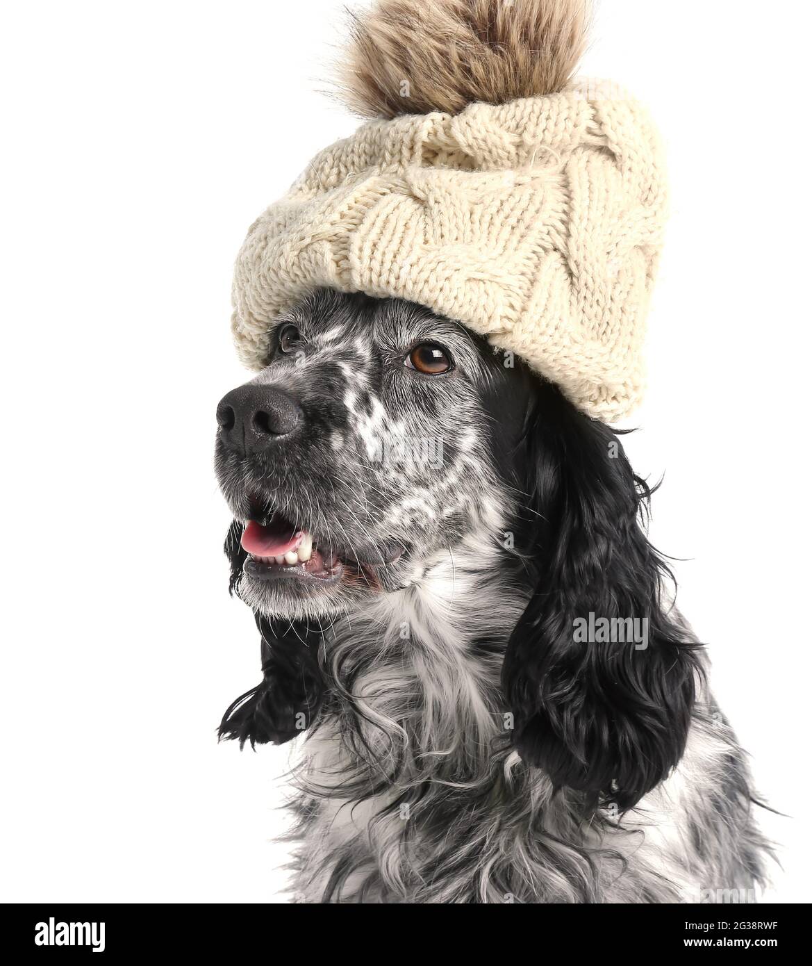 Cute dog in hat on white background Stock Photo Alamy