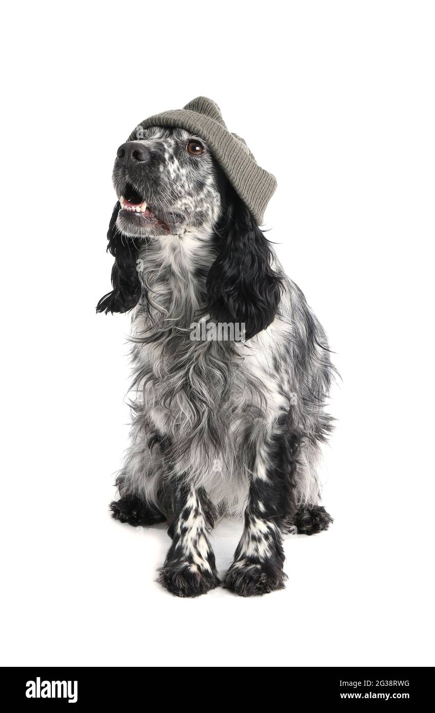 Cute dog in hat on white background Stock Photo Alamy