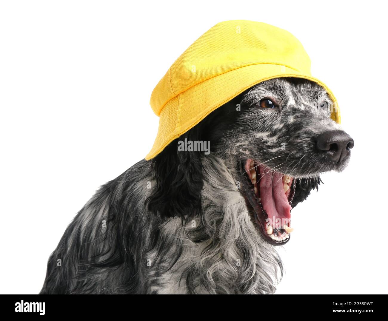 Cute dog in hat on white background Stock Photo Alamy