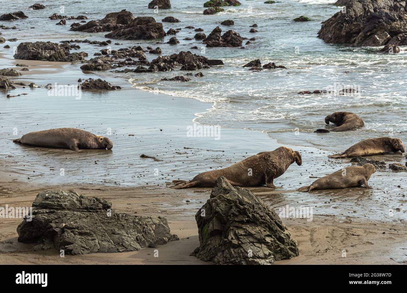 San Simeon, CA, USA - February 12, 2014: Elephant Seal Vista point. 4 males and 1 of them chasing a female at surf breaks of ocean with plenty of shar Stock Photo