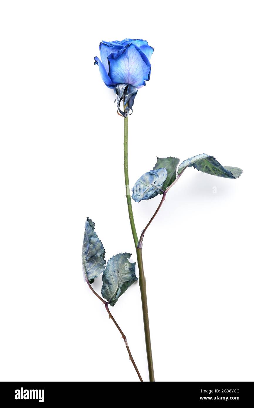 Beautiful blue rose on white background Stock Photo - Alamy