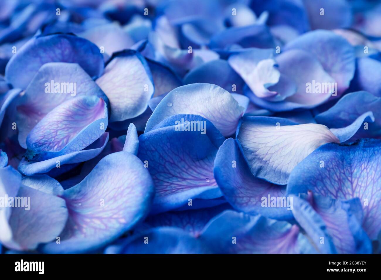 Beautiful blue rose petals as background Stock Photo Alamy