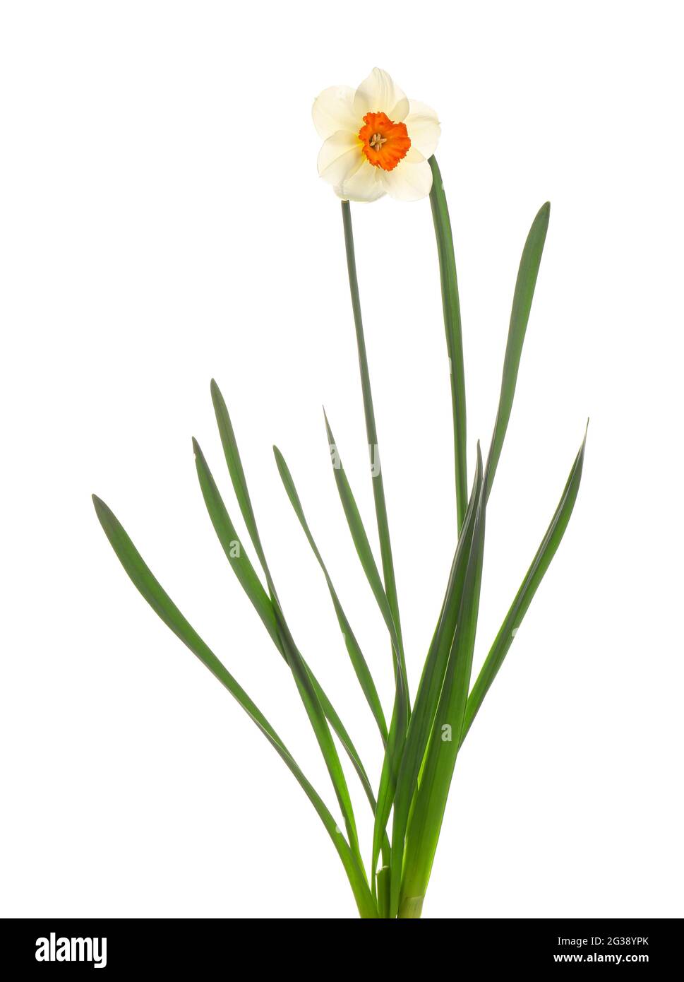 Beautiful narcissus on white background Stock Photo