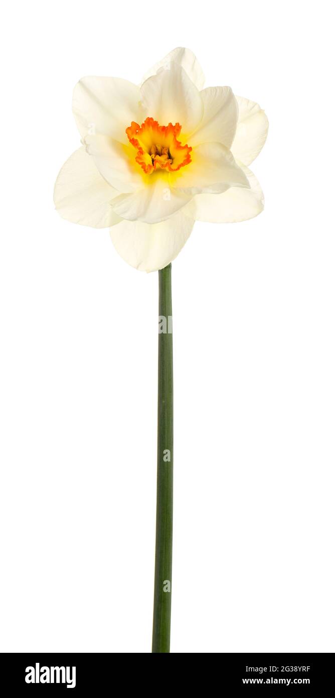 Beautiful narcissus on white background Stock Photo