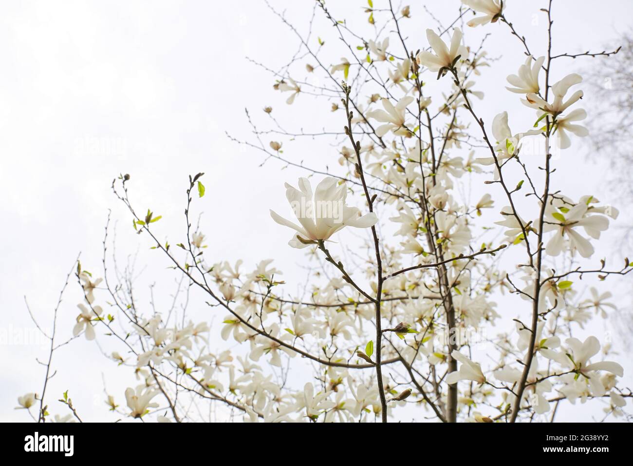 Blooming magnolia tree on sky background Stock Photo - Alamy