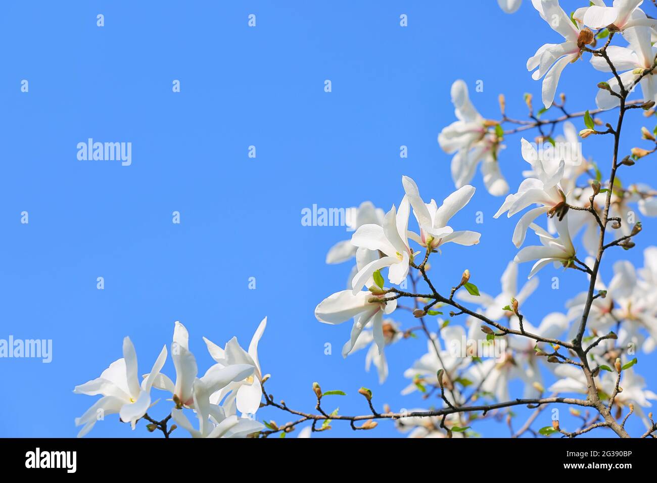 Blooming magnolia tree on sky background Stock Photo - Alamy