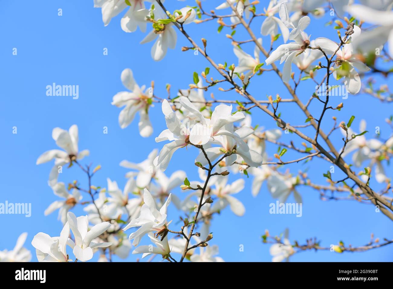 Blooming magnolia tree on sky background Stock Photo - Alamy