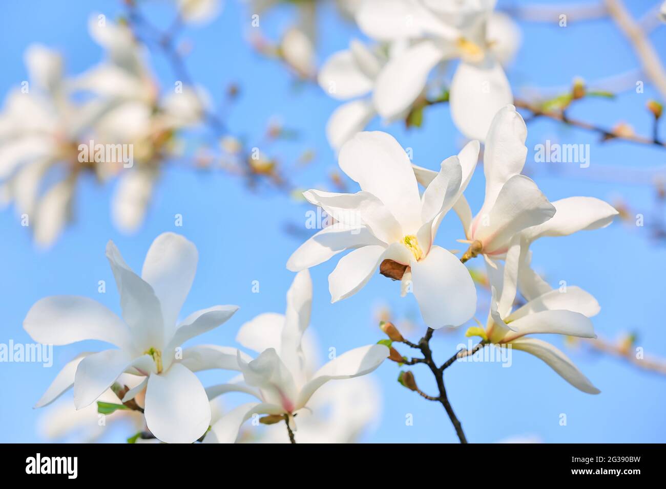 Blooming magnolia tree on sky background, closeup Stock Photo - Alamy
