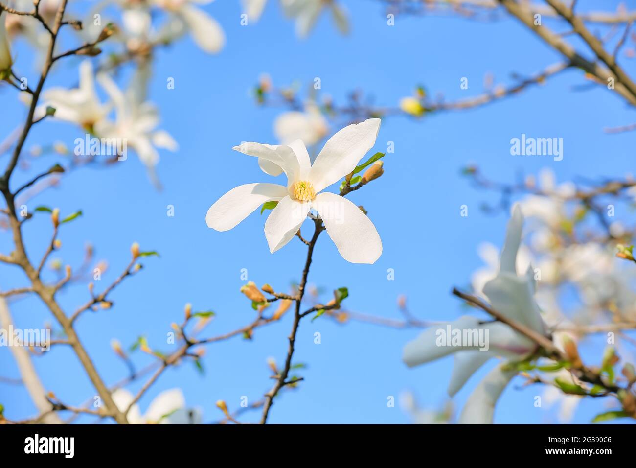 Blooming magnolia tree on sky background Stock Photo - Alamy