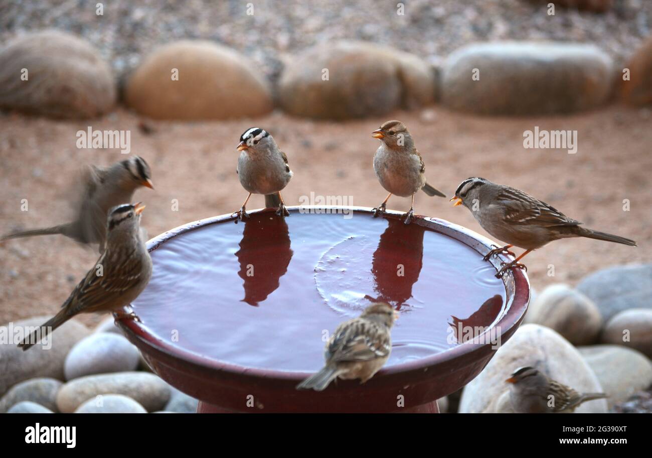 An group of white-crowned sparrows (Zonotrichia leucophrys) drink from a backyard bird bath in Santa Fe, New Mexico. Stock Photo