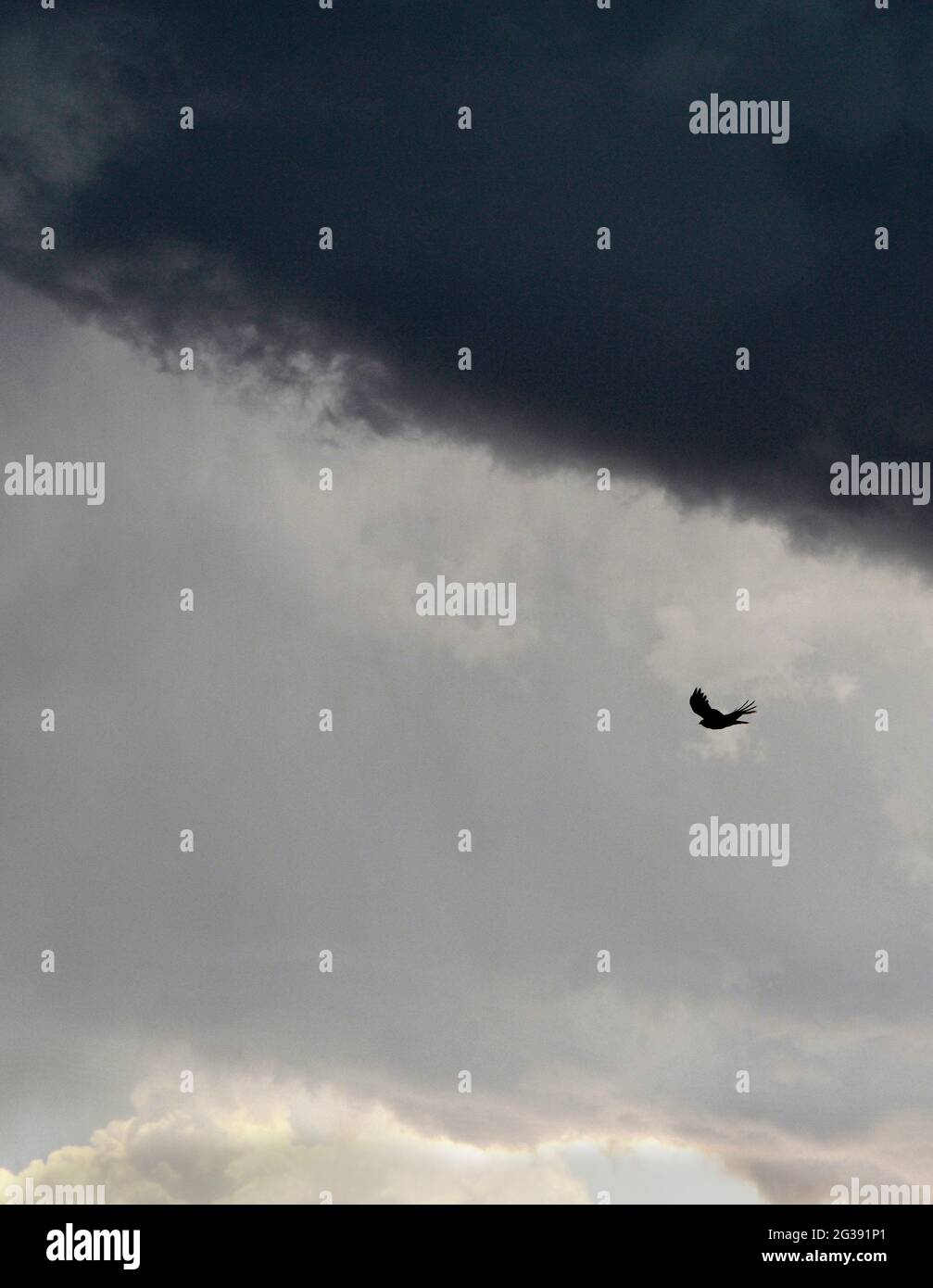 A raven flies beneath dark rain clouds in Santa Fe, New Mexico Stock