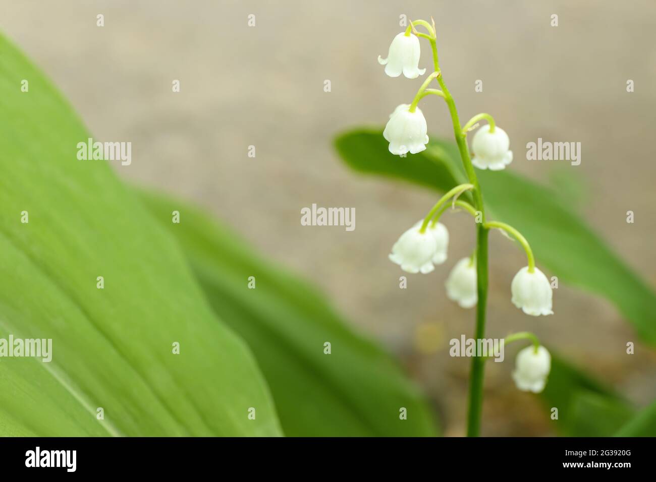Single stem lily valley hi-res stock photography and images - Alamy