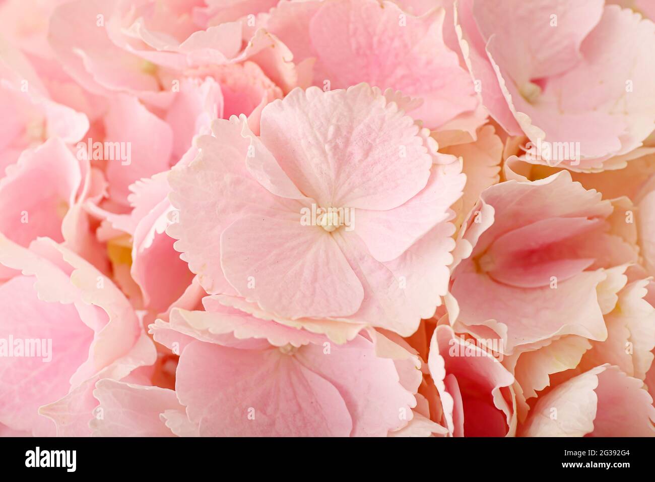 Beautiful hydrangea flowers as background, closeup Stock Photo - Alamy