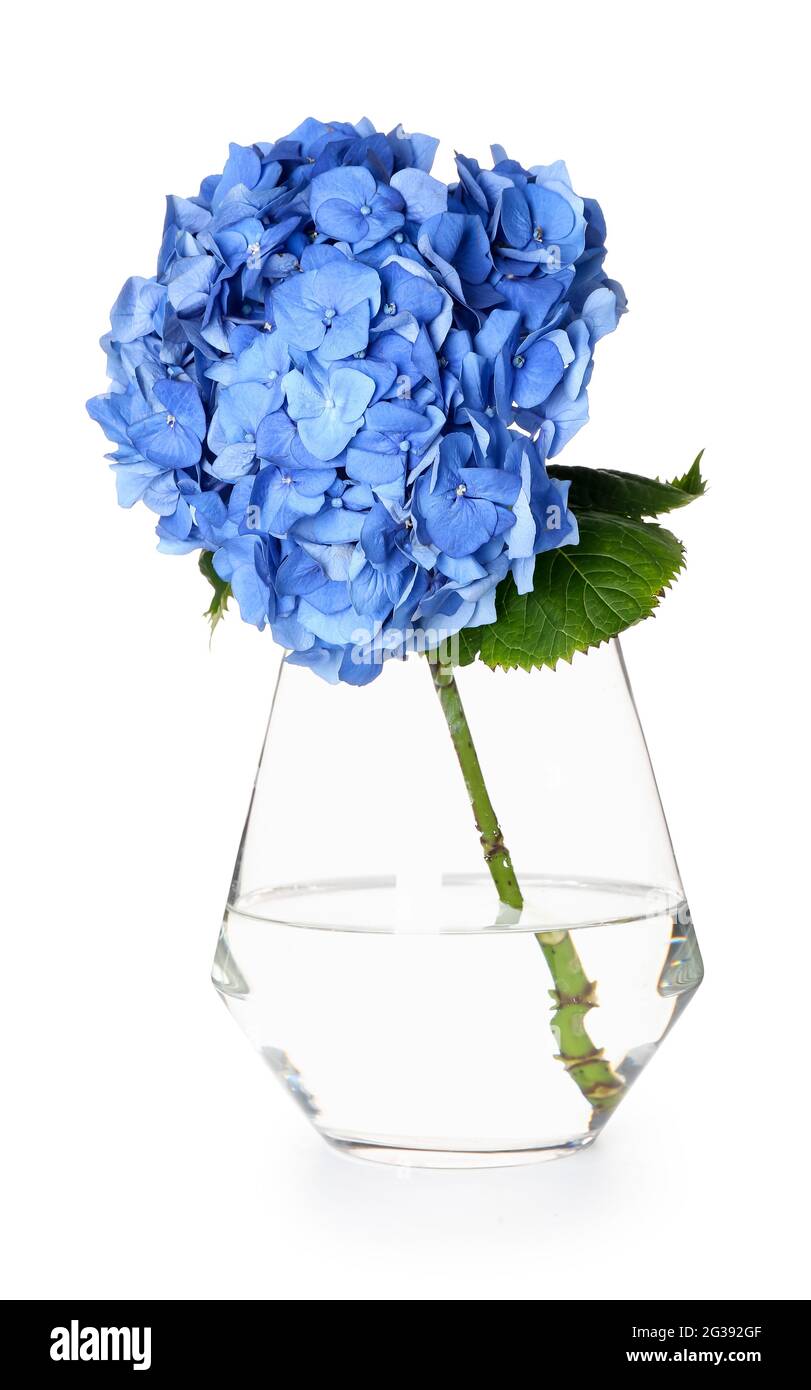 Vase with beautiful hydrangea flowers on white background Stock Photo