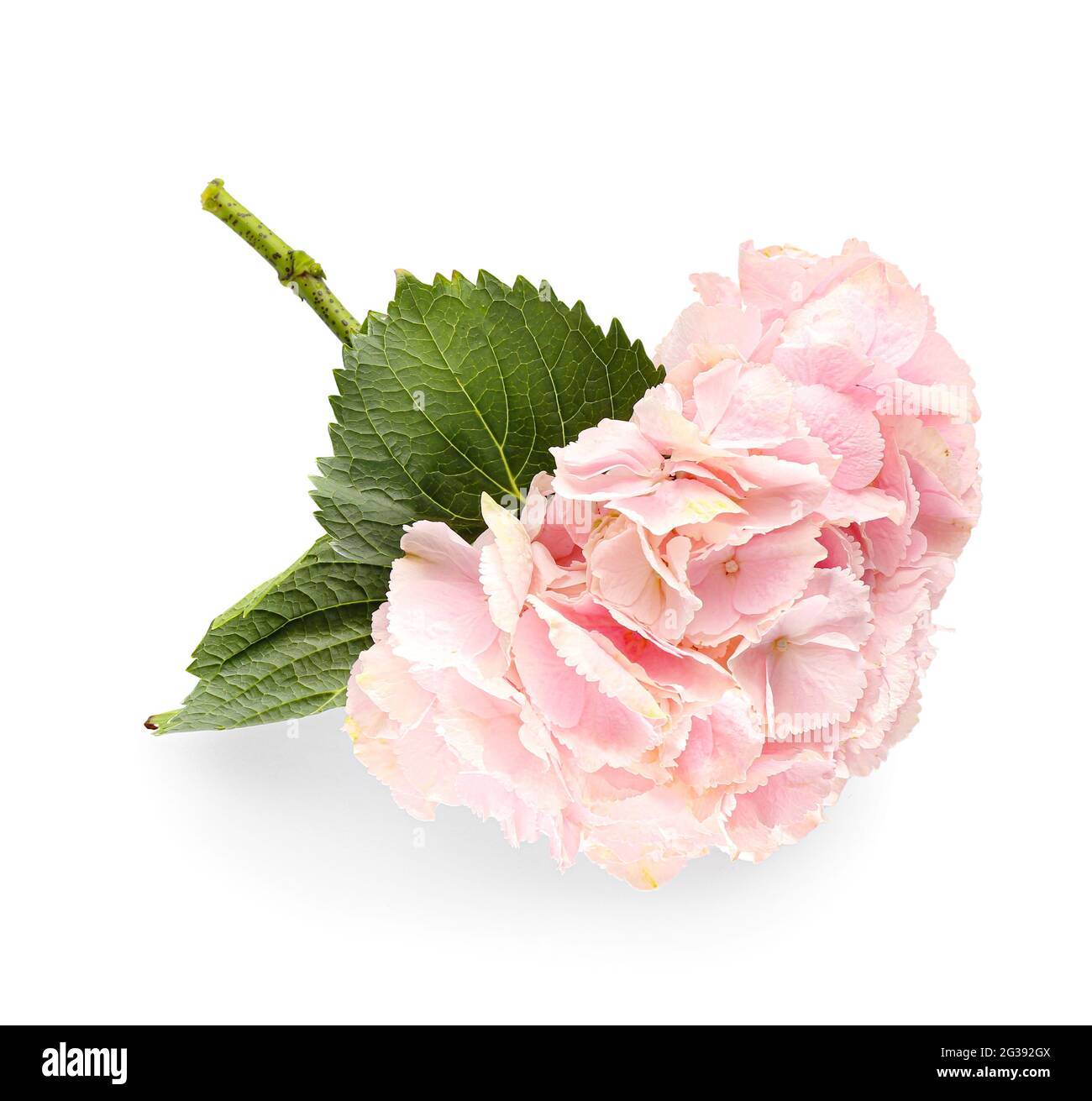 Beautiful hydrangea flowers on white background Stock Photo - Alamy