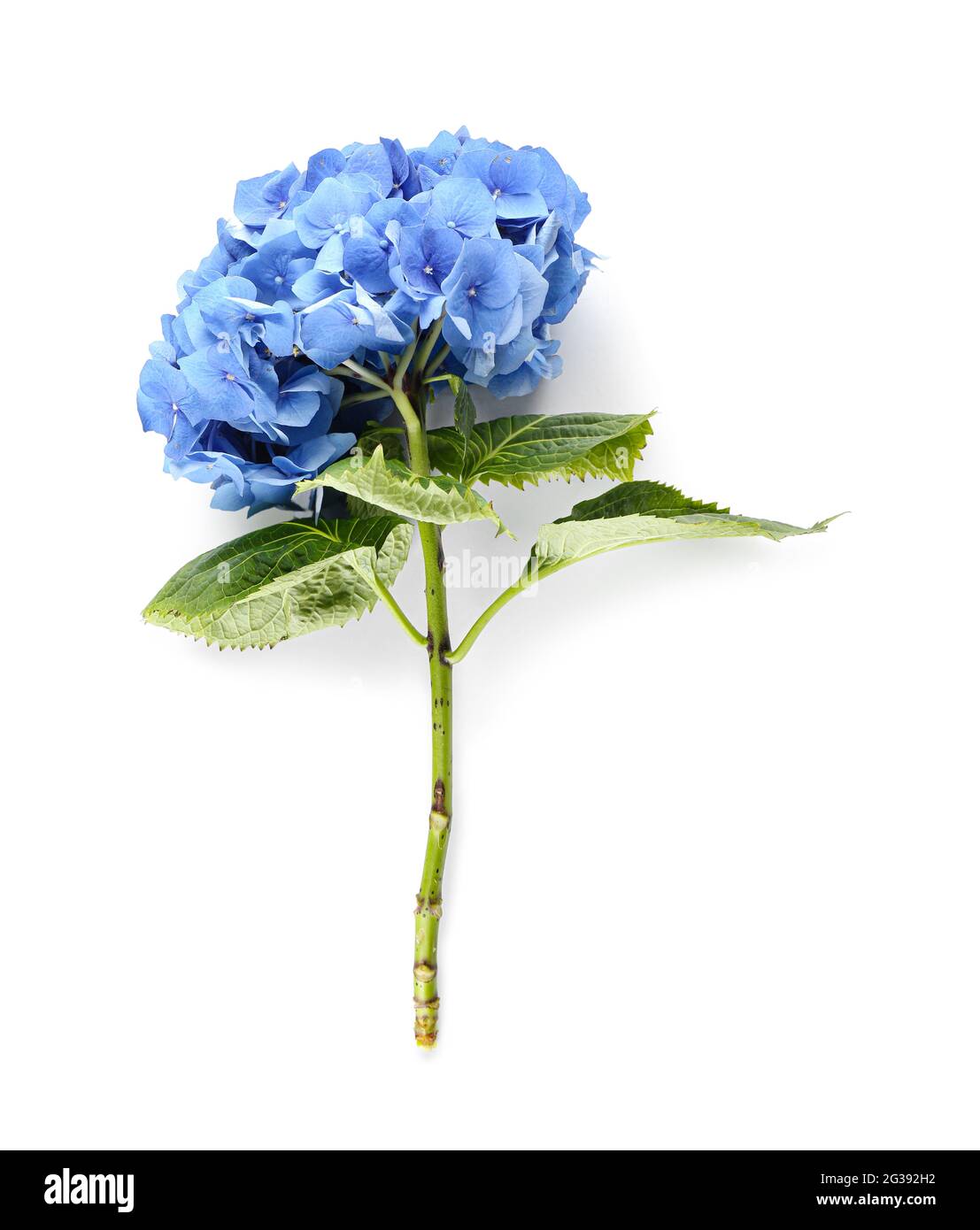 Beautiful hydrangea flowers on white background Stock Photo - Alamy