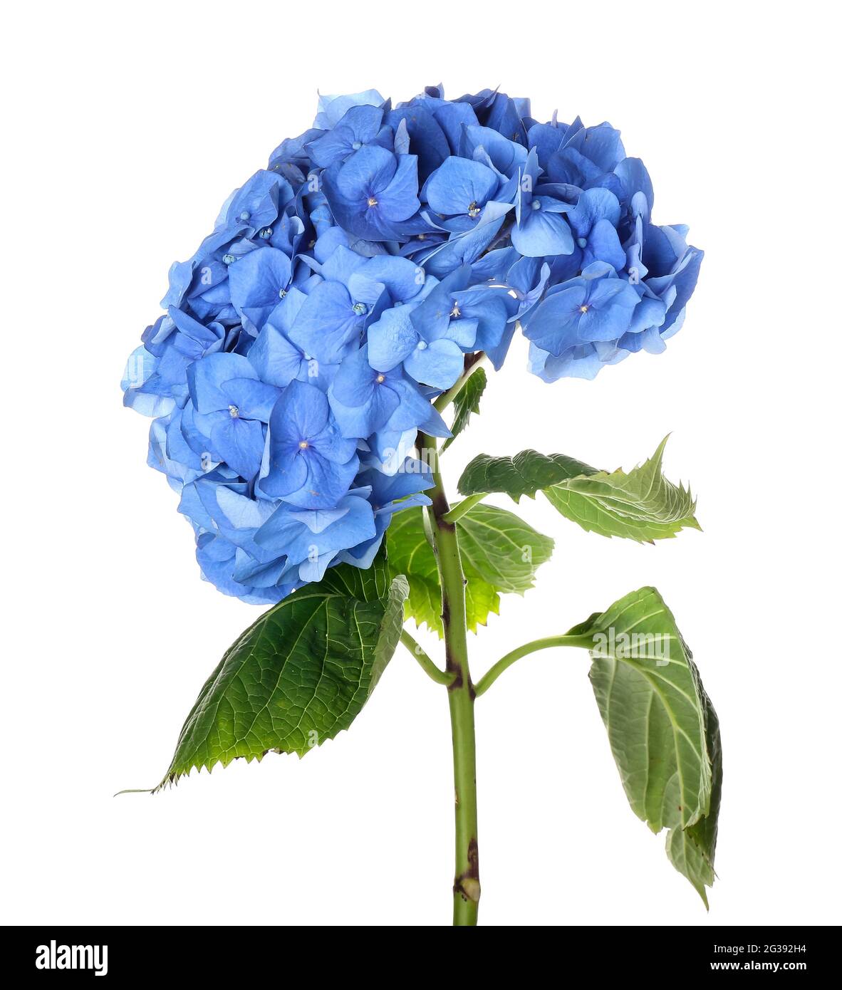 Beautiful hydrangea flowers on white background Stock Photo - Alamy