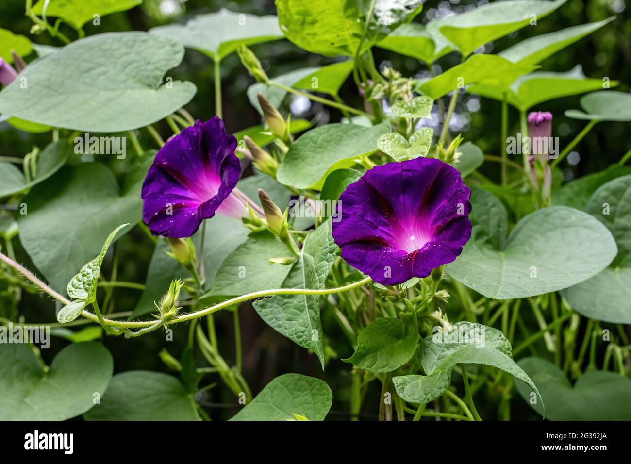 Purple morning glories growing on a vine in a summer garden. Stock Photo