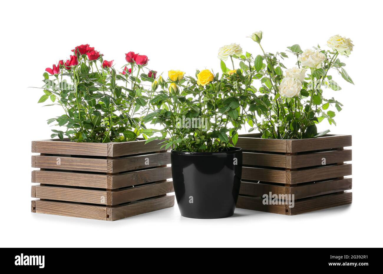 Beautiful roses in pots on white background Stock Photo - Alamy