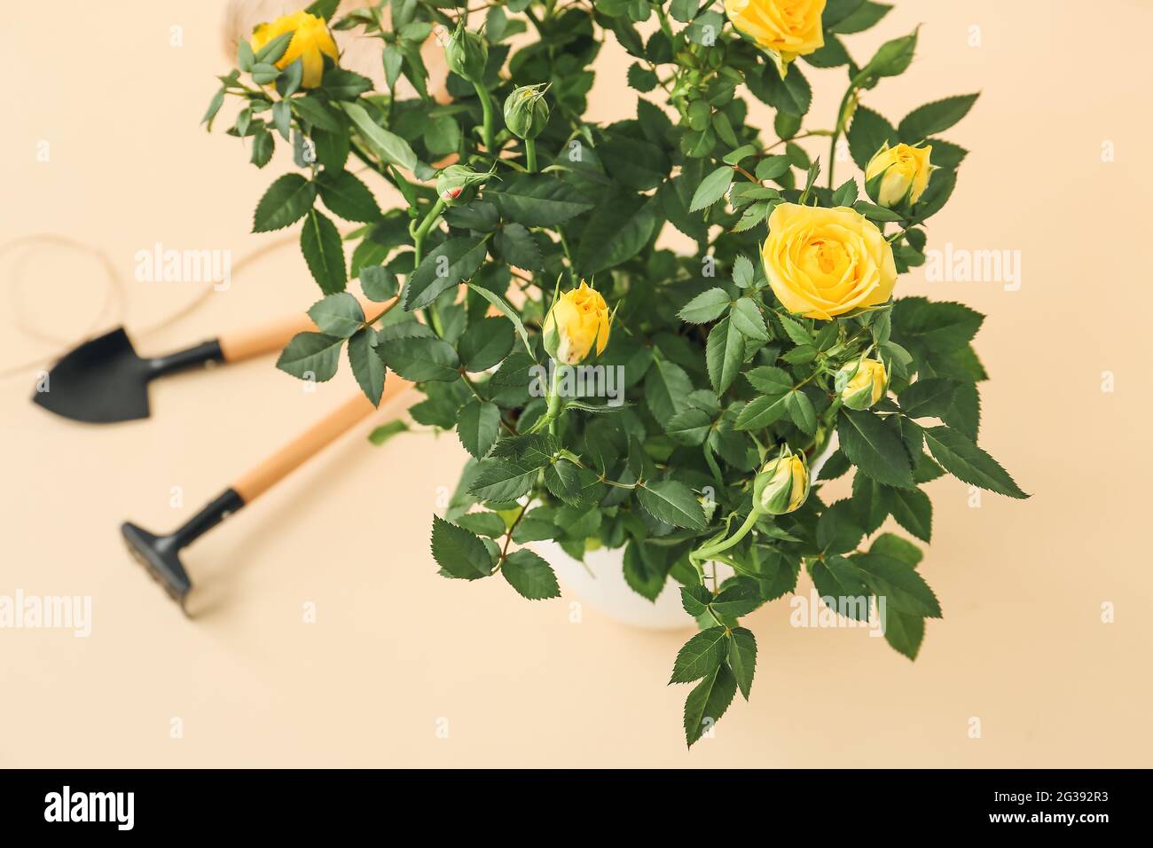 Rake leaves rose hi-res stock photography and images - Alamy