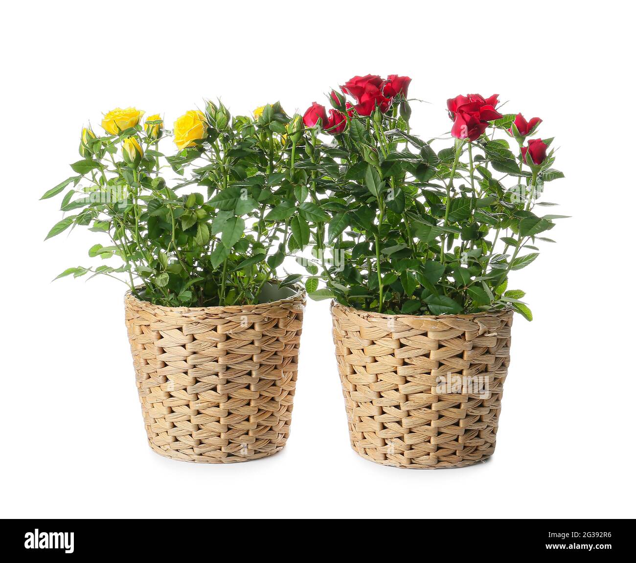 Beautiful roses in pots on white background Stock Photo - Alamy