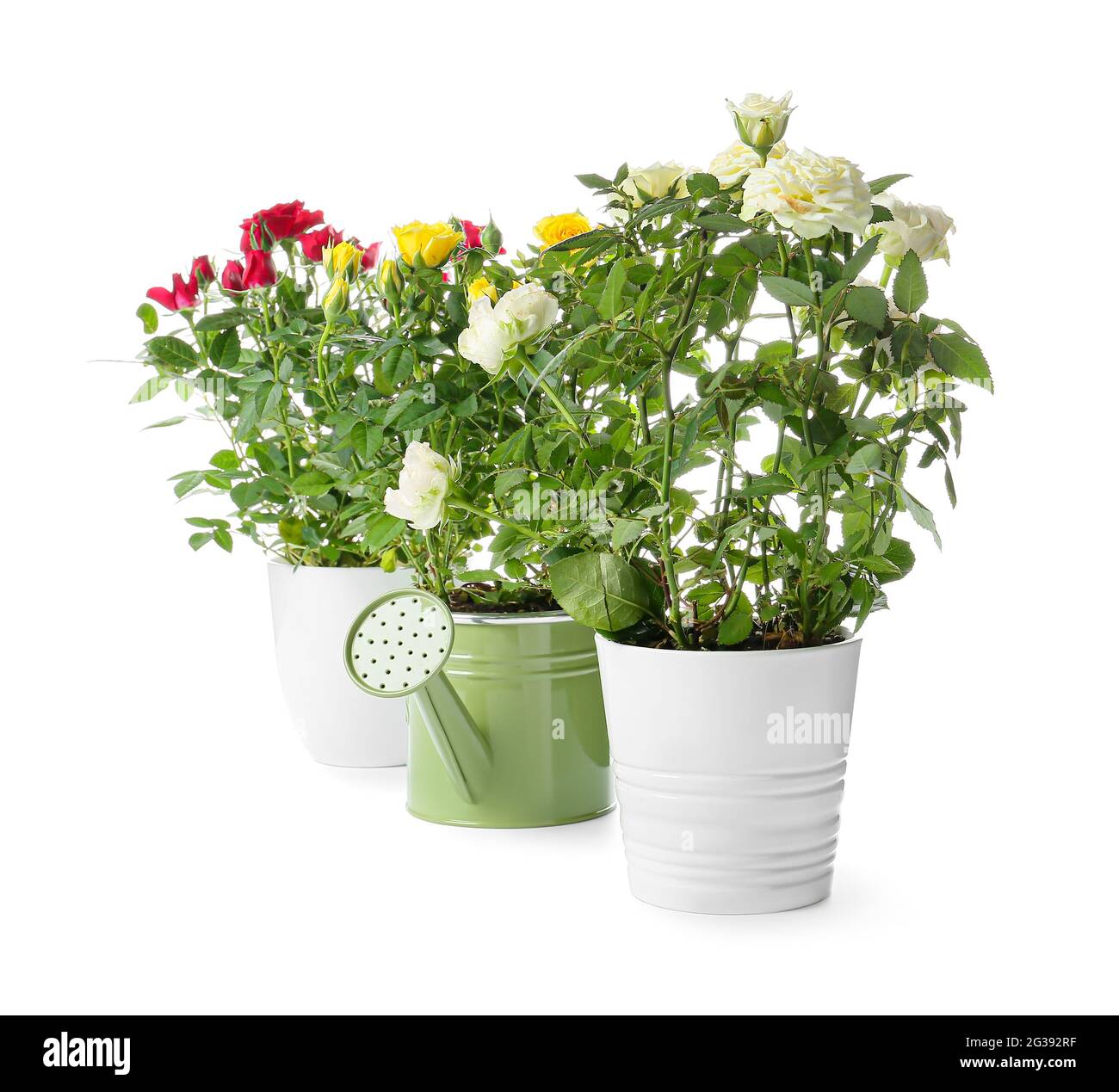 Beautiful roses in pots and watering can on white background Stock