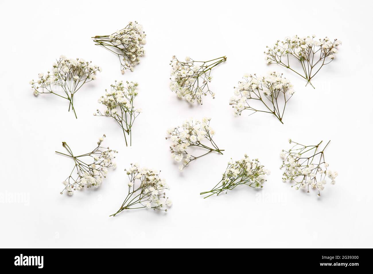 Beautiful gypsophila flowers on white background Stock Photo - Alamy