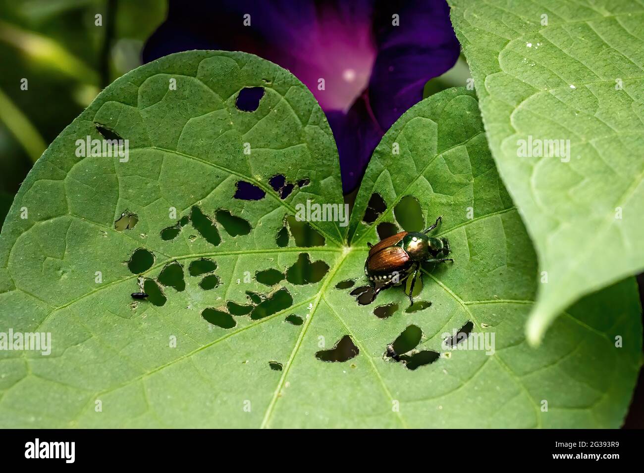 Japanese beetle eating holes in the foliage of a morning glory leaf. Stock Photo