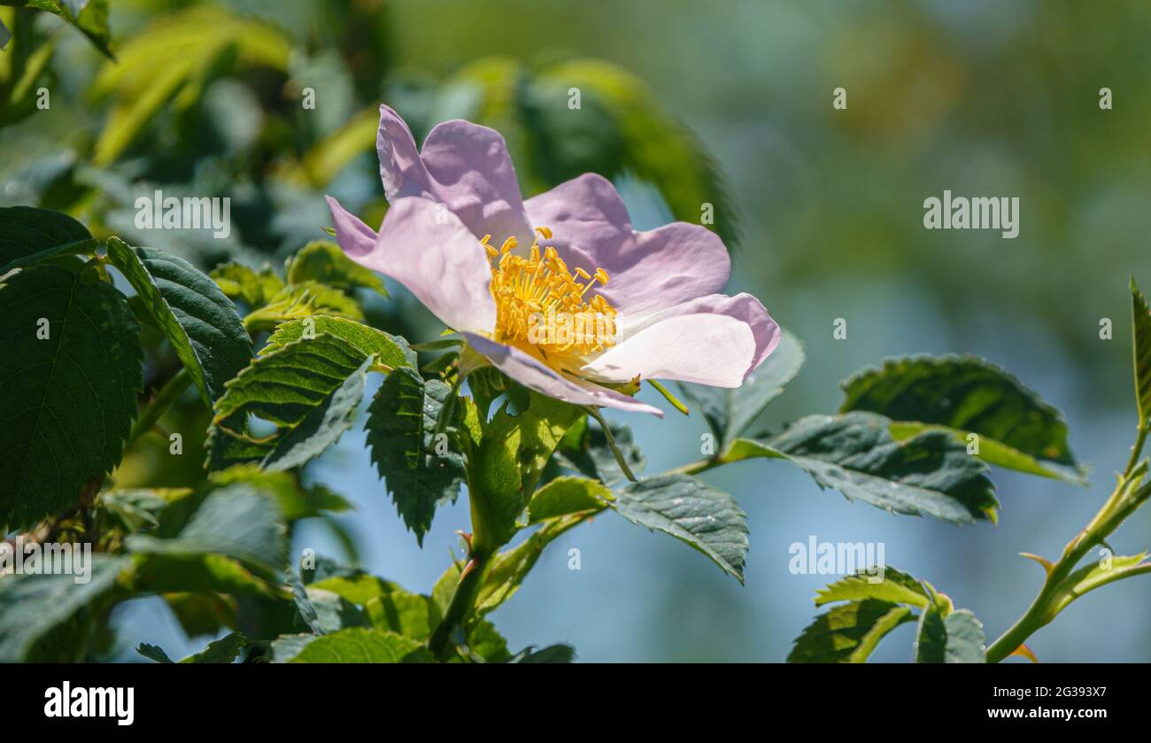 beautiful pink dog rose (Rosa canina) growing wild on Salisbury Plain