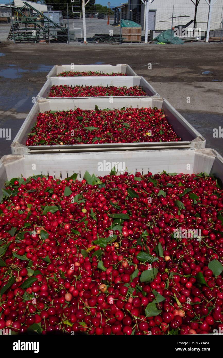 Bins filled with commercial fieldpicked Bing cherries ready for