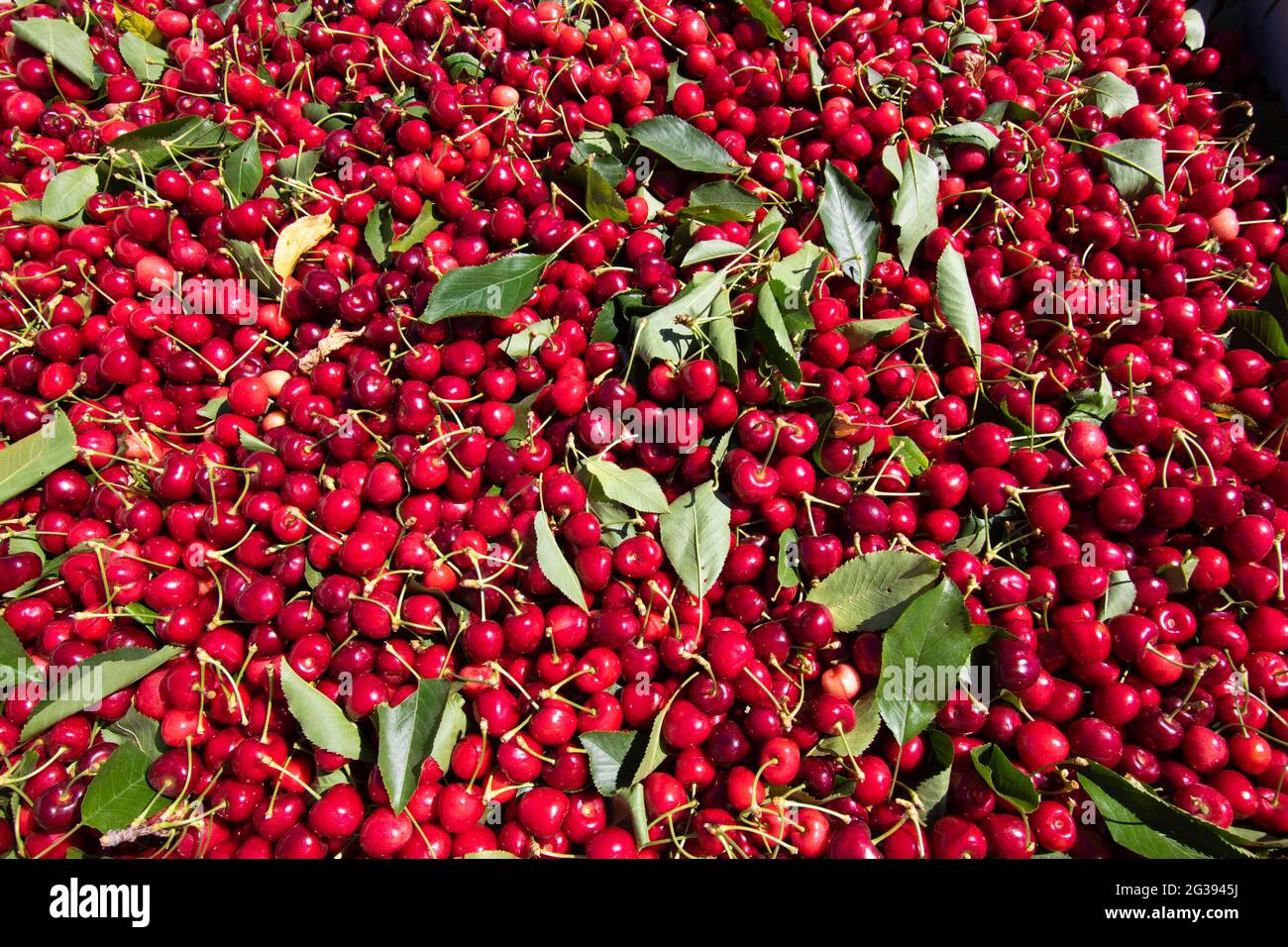 Fieldpicked, commercial Bing cherries from private orchard near Gilroy