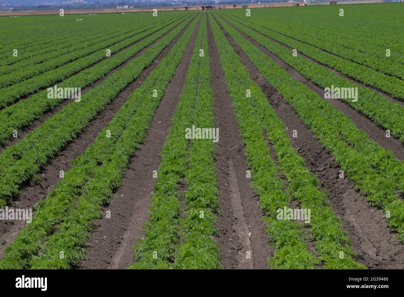 Commercial crop of carrots growing on private farmland in the Hollister Valley, San Benito County, California. Stock Photo