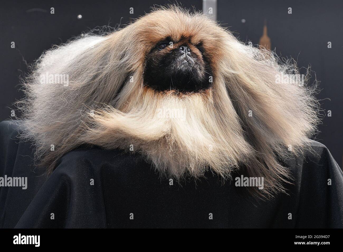 https://c8.alamy.com/comp/2G394D7/new-york-usa-14th-june-2021-wasabi-a-pekingese-which-won-best-in-show-at-the-145th-westminster-kennel-club-dog-show-poses-for-photographs-during-a-visit-to-the-empire-state-building-in-new-york-ny-june-14-2021-photo-by-anthony-beharsipa-usa-credit-sipa-usaalamy-live-news-2G394D7.jpg