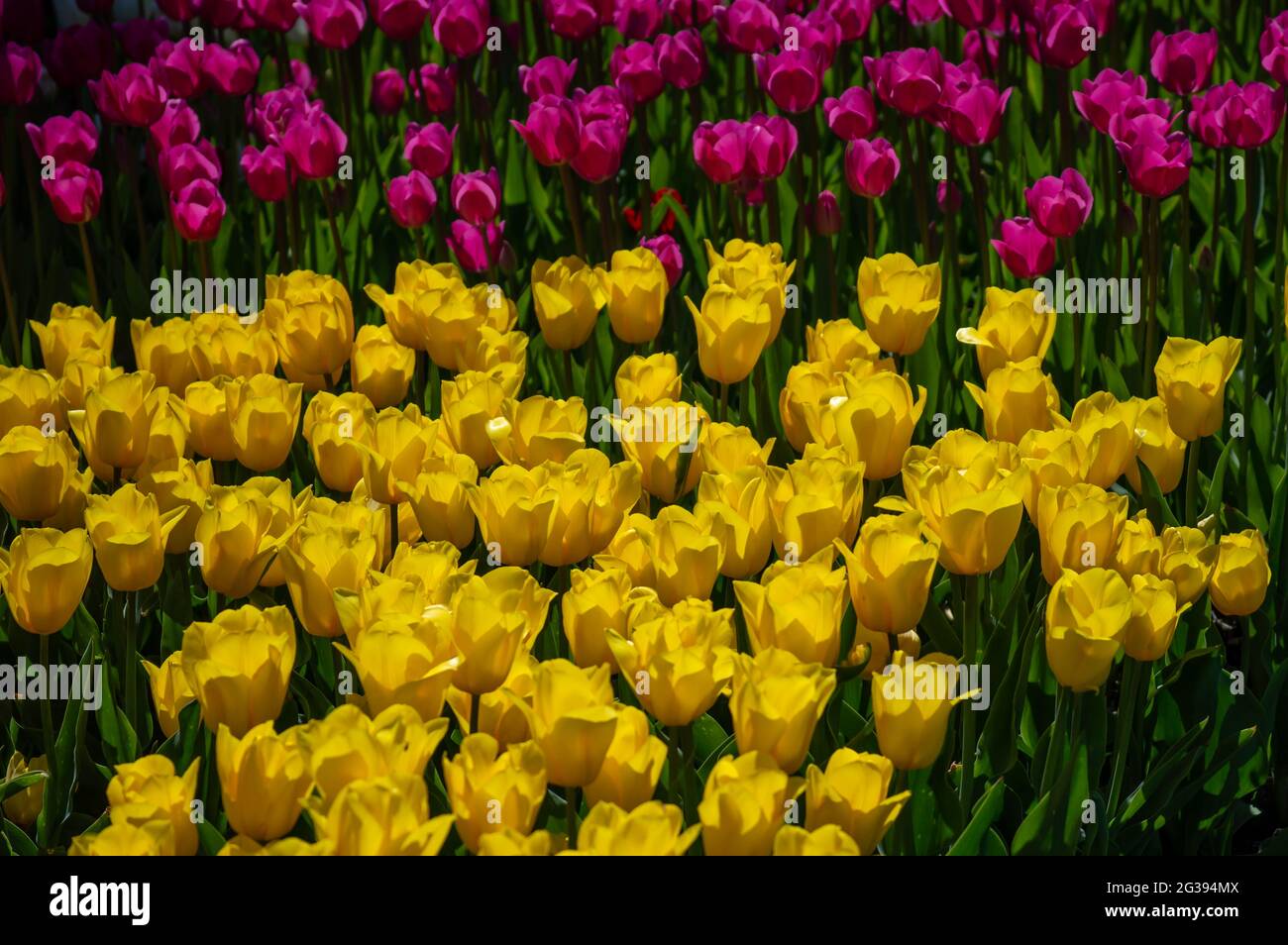 Field of yellow and red tulips Stock Photo - Alamy
