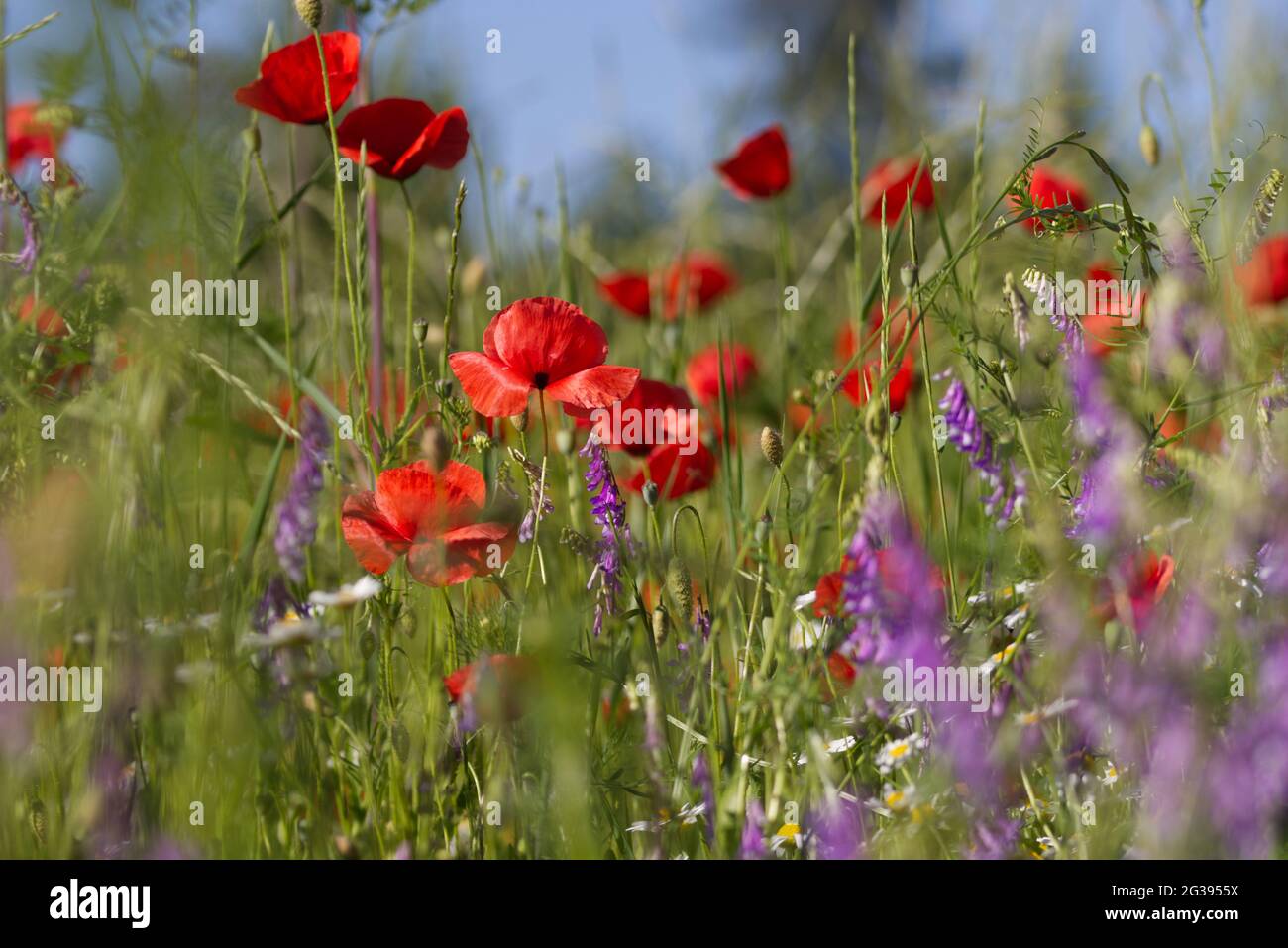 close up of a red poppies field Stock Photo