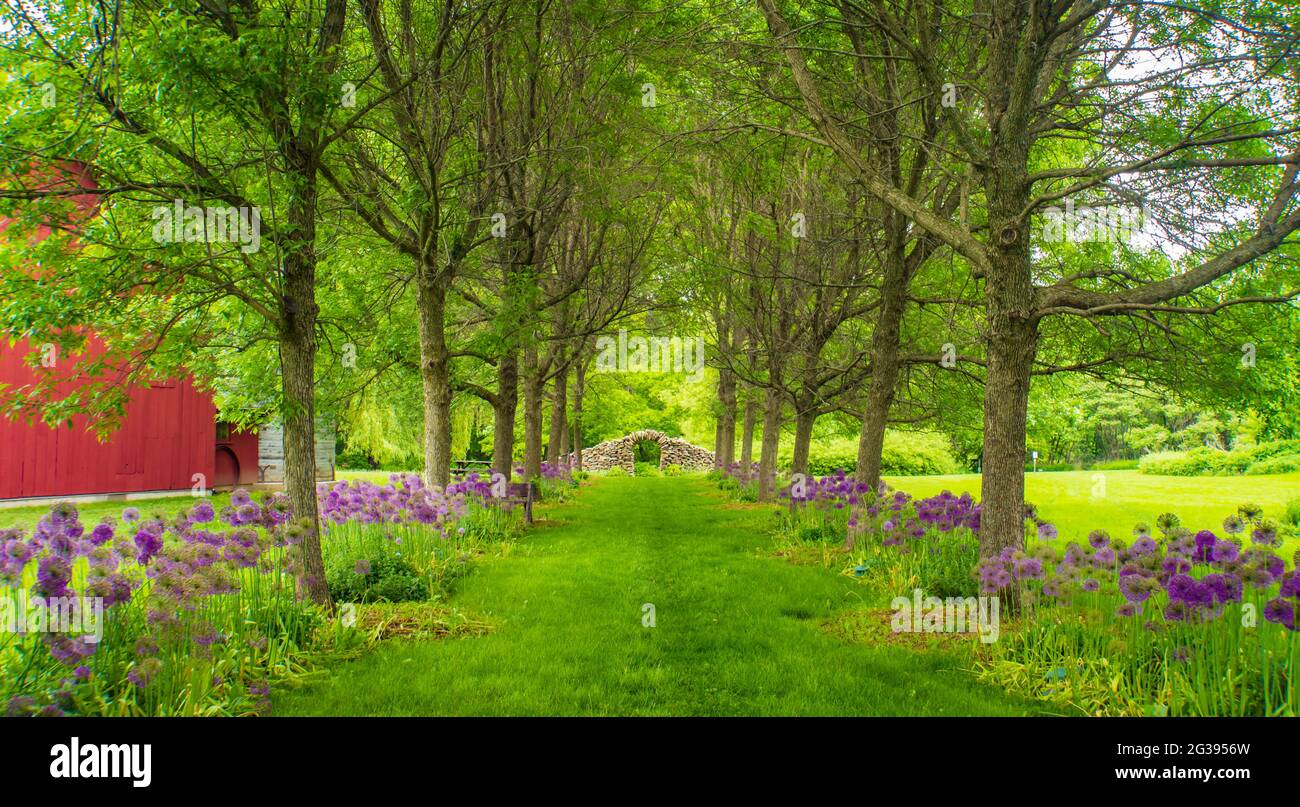 purple wild leek flowers bloom around rows of trees leading to hand crafted stone arch Stock Photo