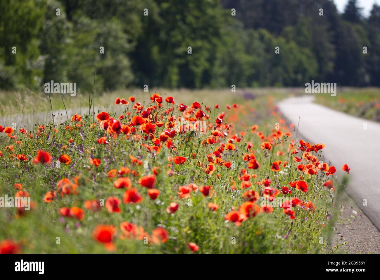 close up of a red poppies field Stock Photo