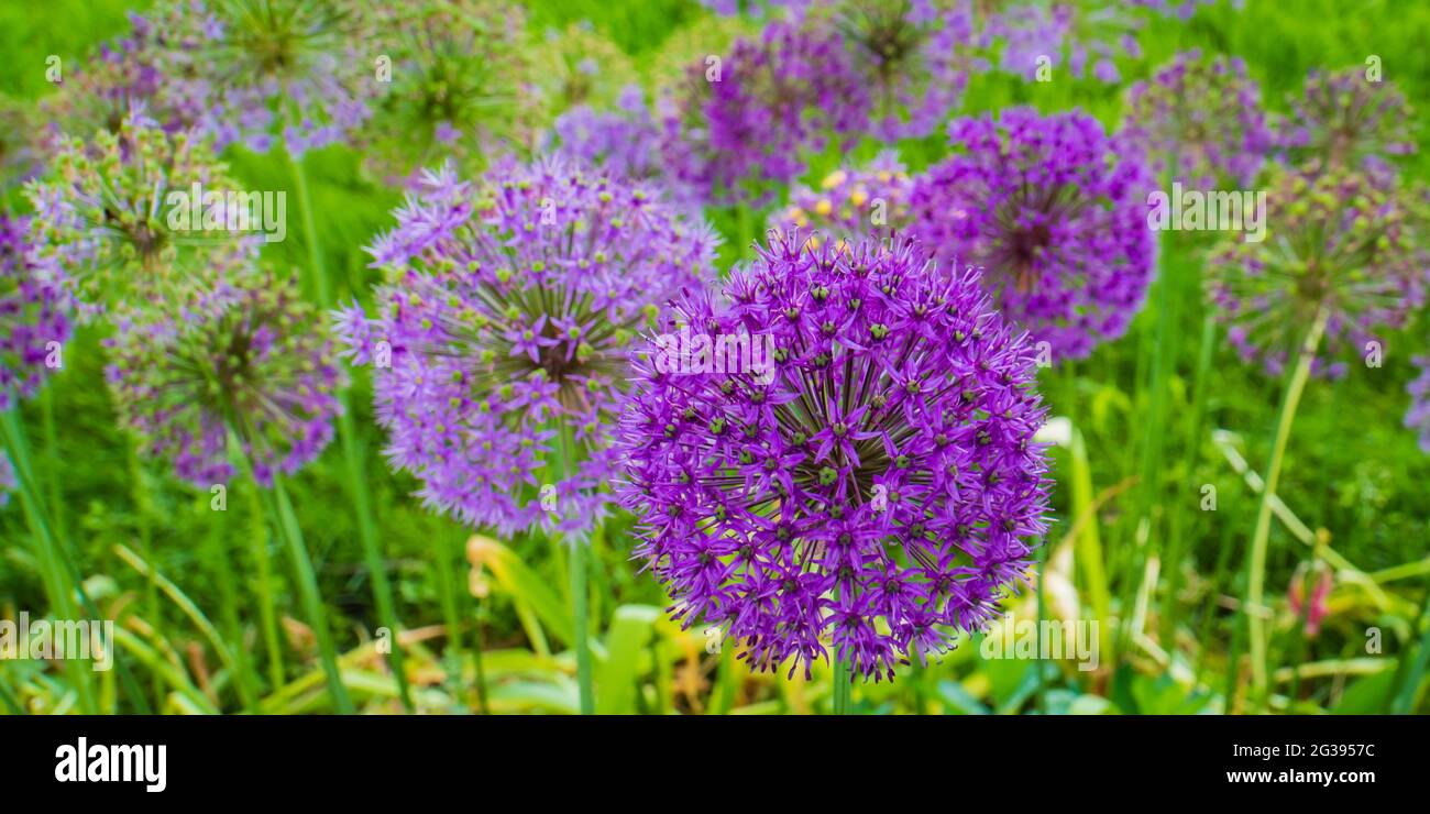 wild leek, allium blooming: large balls of small purple petaled flowers Stock Photo