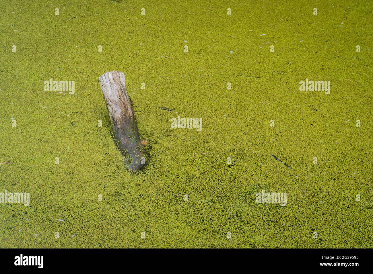 a submerged log  in a pond covered with common duck weed Stock Photo