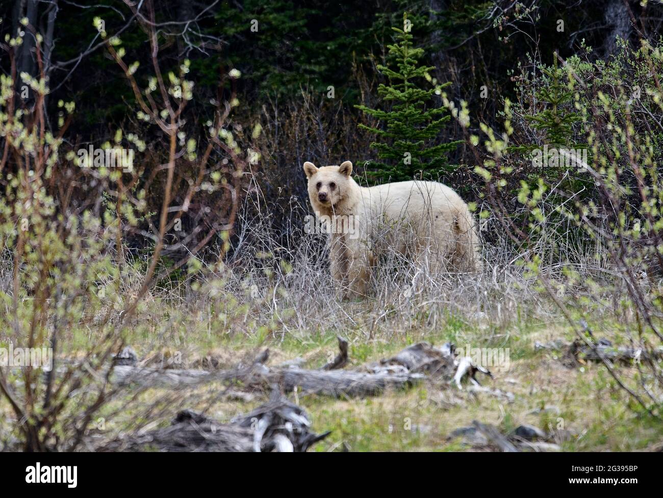 Very rare white mutation of American black bear (Ursus americanus), Spary Lakes Provincial Park, Kananaskis Country, Alberta. Stock Photo