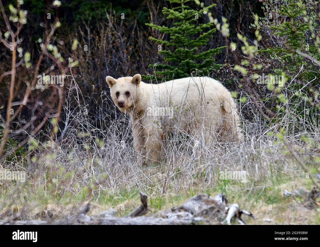 Very rare white mutation of American black bear (Ursus americanus), Spary Lakes Provincial Park, Kananaskis Country, Alberta. Stock Photo