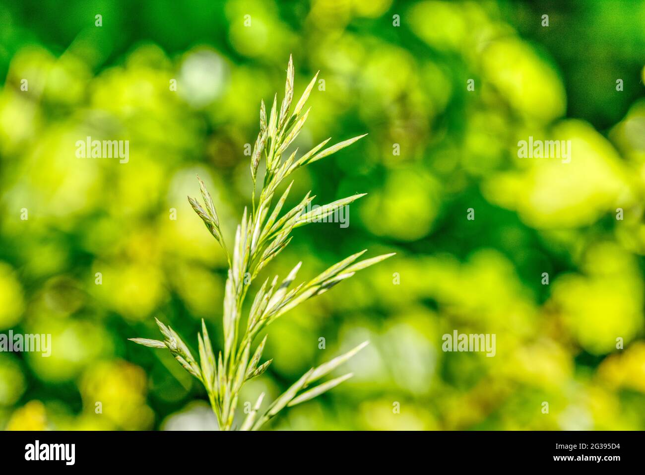 close up of a blooming bromus plant Stock Photo