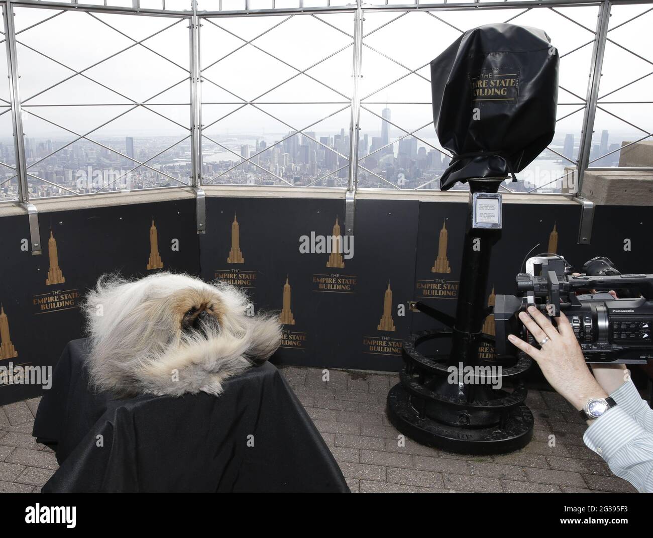 New York, United States. 14th June, 2021. Wasabi the Pekingese visits the top of the Empire State Building after winning Best In Show the day before at the 145th annual Westminster Kennel Club Dog Show in New York City on Monday, June 14, 2021. This years Westminster Dog Show was delayed due to COVID-19 and next years competition will return again to Madison Square Garden. Photo by John Angelillo/UPI Credit: UPI/Alamy Live News Stock Photo