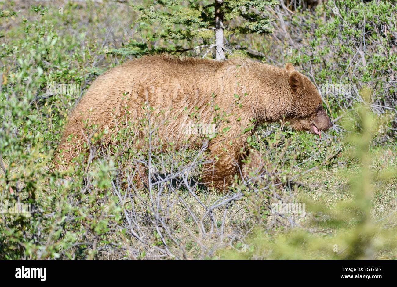 Cinnamon coated American black bear (Ursus americanus), Spray Lakes Provincial Park, Kananaskis Country, Alberta, Canada . Stock Photo